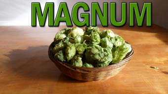 Magnum variedad de lúpulo