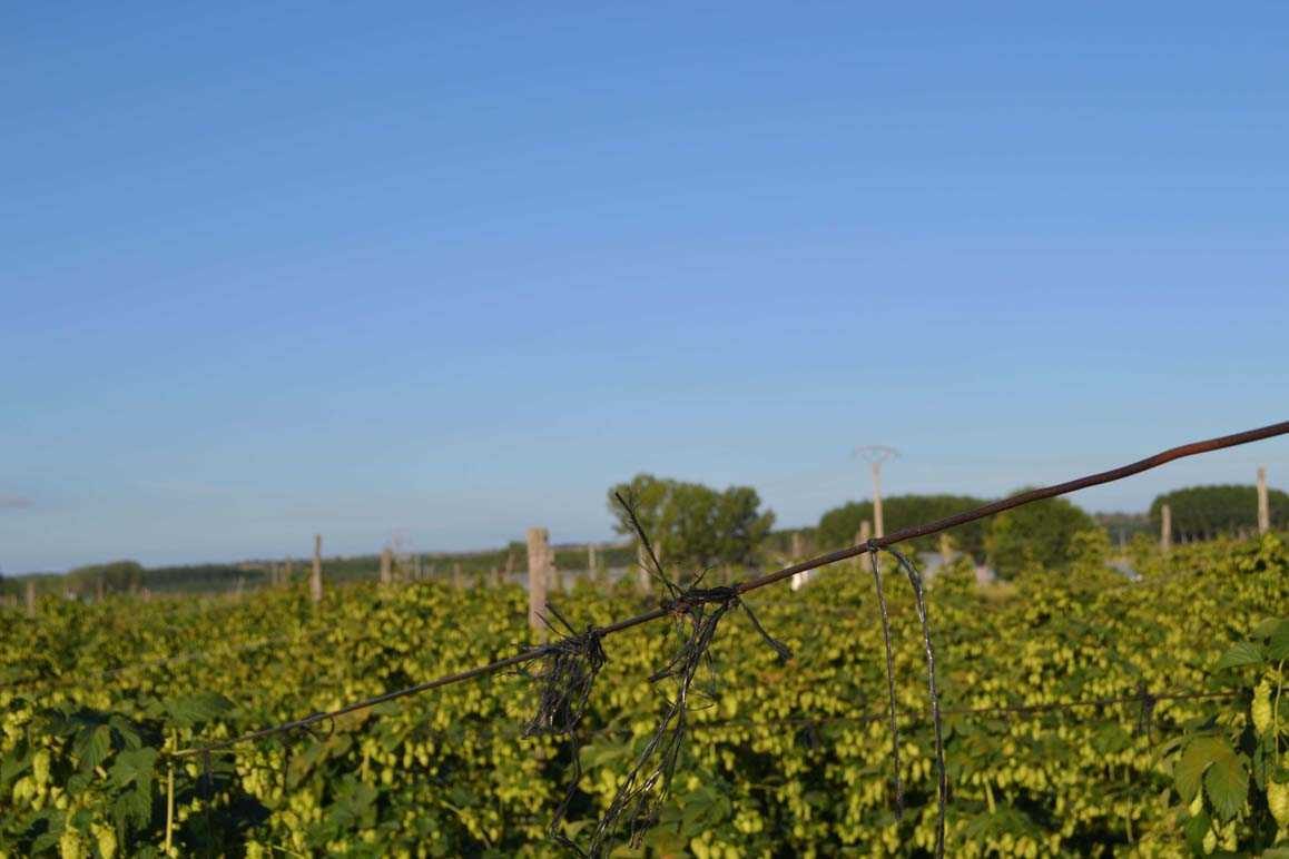 lúpulo plantación