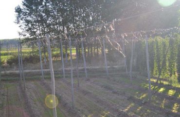 cosecha lúpulo y sol