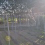 cosecha lúpulo y sol