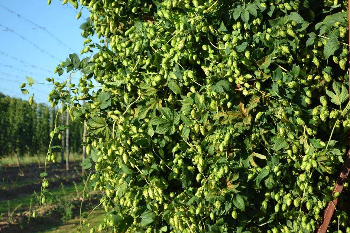 flores y ramas de lúpulo