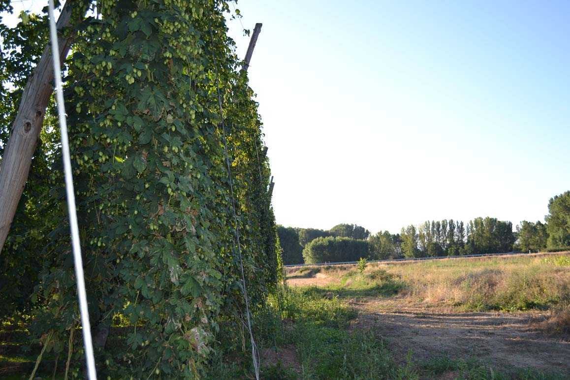 finca de lúpulo