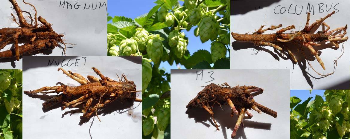 Rizomas de lúpulo para plantar