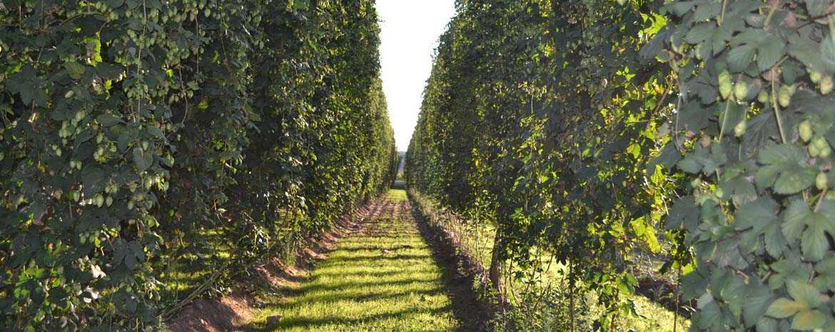 plantación de lúpulo
