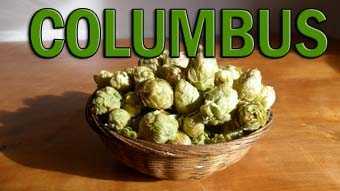 variedad de lúpulo Columbus