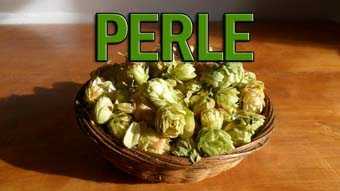 variedad de lúpulo Perle