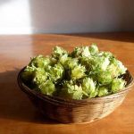 Rizoma de primavera H3 leonés