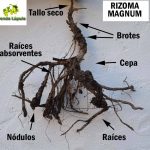 Rizoma de invierno Magnum