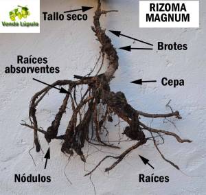 rizoma de invierno