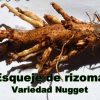 rizoma de lúpulo