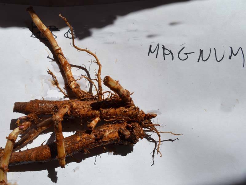 rizoma de Magnum