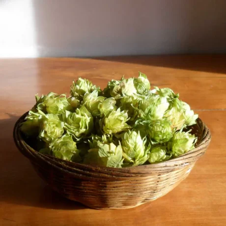 H3 leonés lúpulo en flor