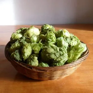 Flores de lúpulo adorno