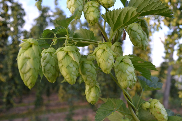 Cascade en flor