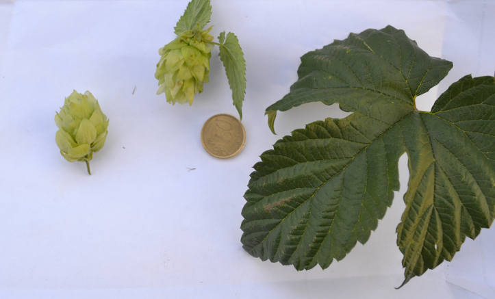 flor hoja Saaz