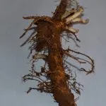 Rizomas de primavera