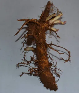 Willow Creek rizoma de primavera