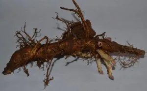 Kirin II rizoma de primavera