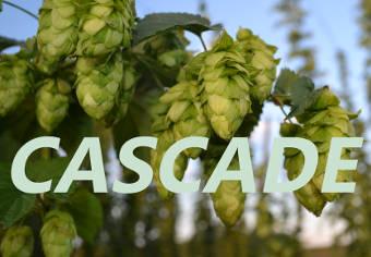 variedad lúpulo Cascade