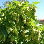 Rizoma de primavera H3 leonés