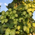 Kit IPA cultivo lúpulo