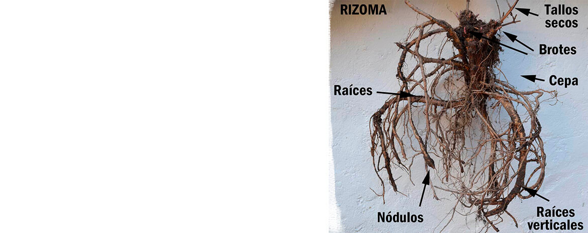 rizoma de invierno de lúpulo