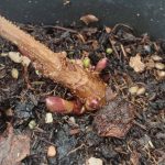 Target planta en maceta