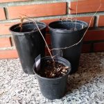 Target planta en maceta