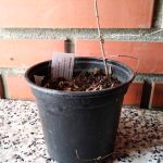 Cobb planta en maceta