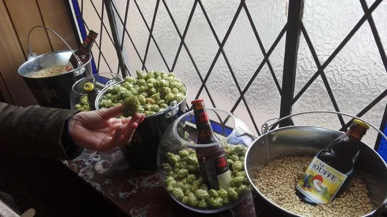 Flores de lúpulo para fotos, vídeos o anuncios.