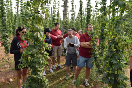Visita guiada lúpulo