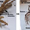 rizomas de lúpulo primavera e invierno