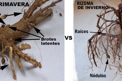 rizomas de lúpulo primavera e invierno