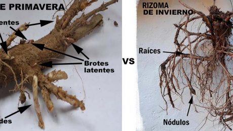 rizomas de lúpulo primavera e invierno