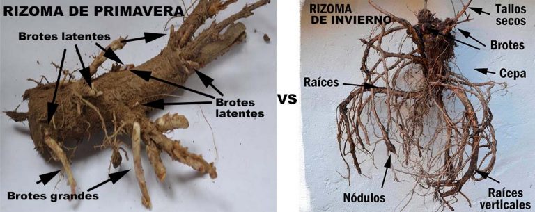 rizomas de lúpulo primavera e invierno