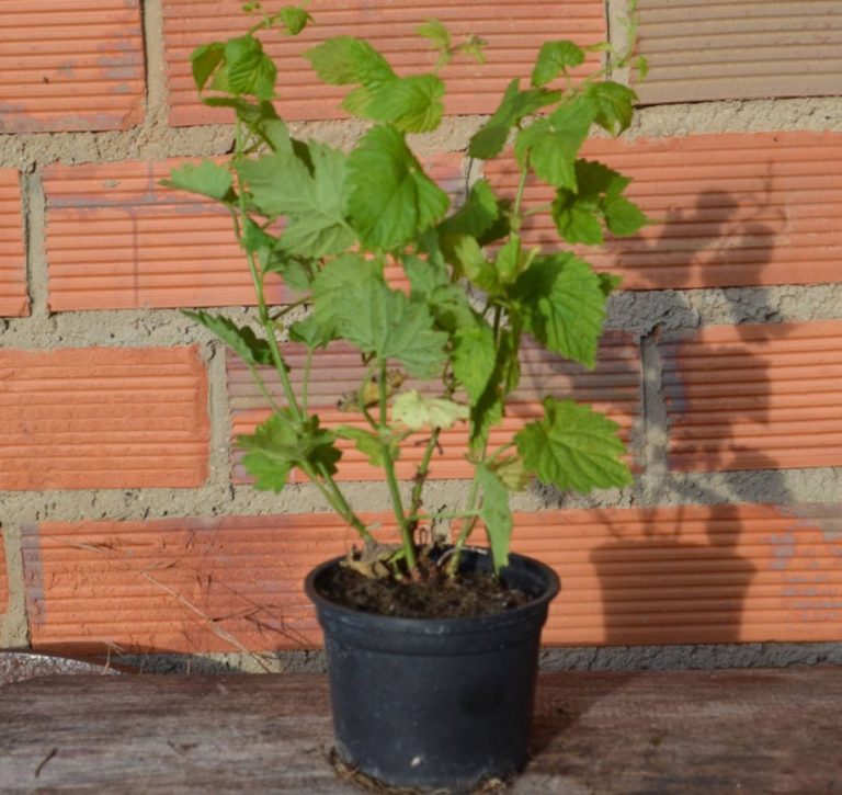 planta-lupulo-maceta-2-