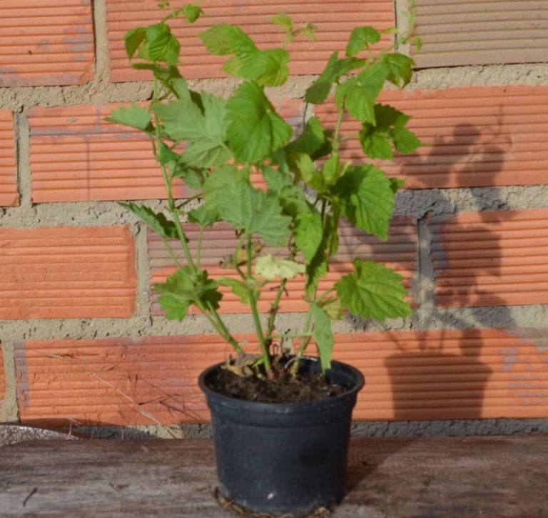 Planta de lúpulo en maceta