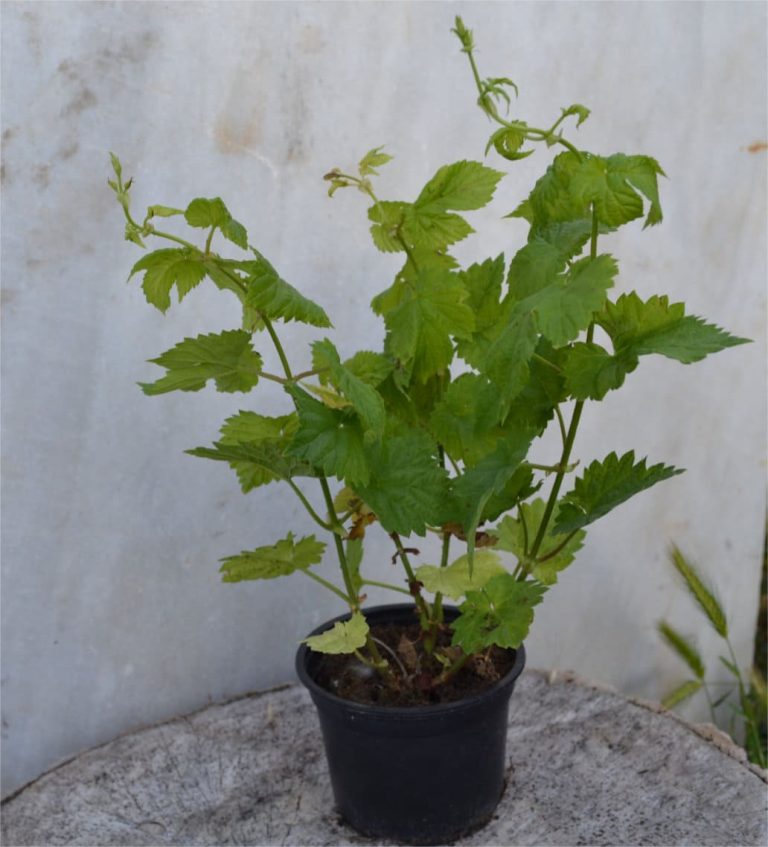 Maceta de lúpulo en primavera