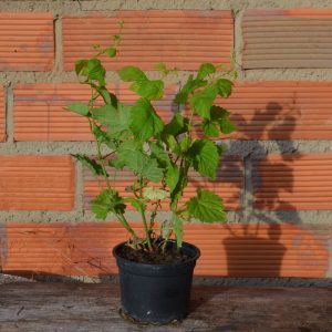 Planta en maceta de lúpulo