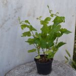 Styrian Golding planta en maceta