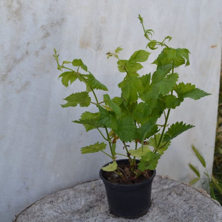 Planta de lúpulo en maceta