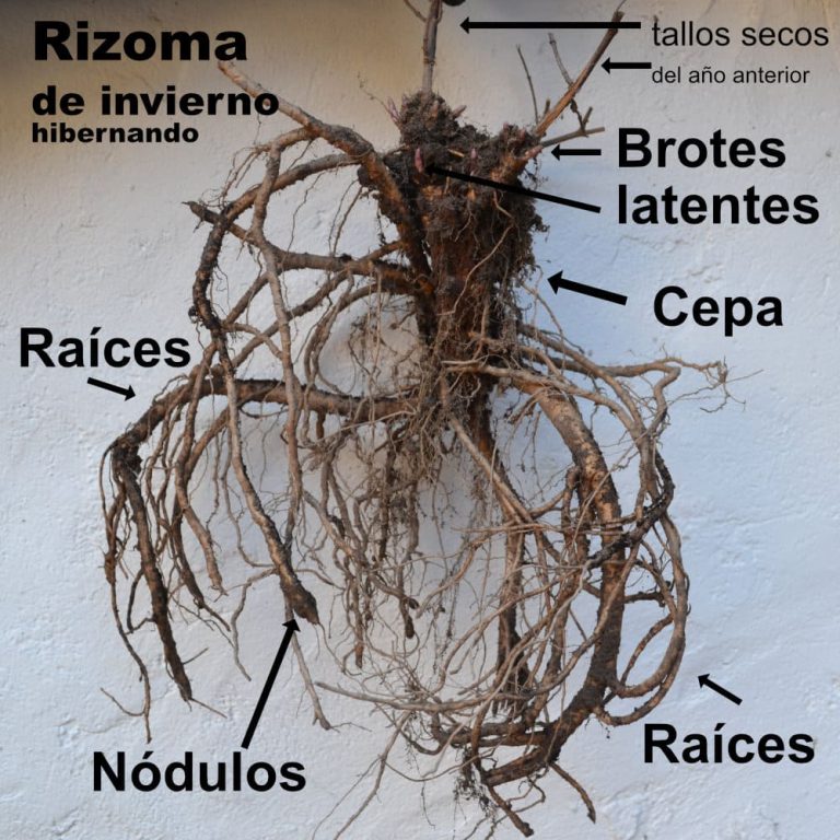 Rizoma de invierno de lúpulo