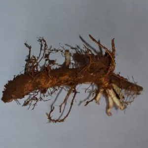 Columbus rizoma de primavera