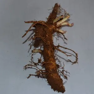 Cascade rizoma de primavera