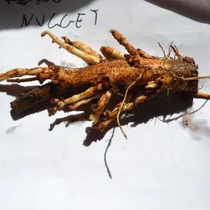 Nugget rizoma de primavera