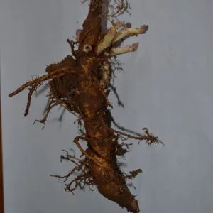 Admiral rizoma de primavera