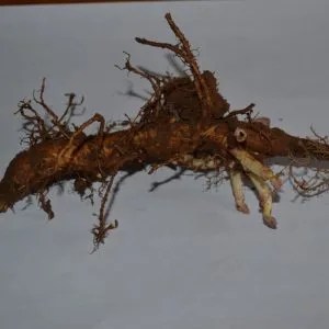 AlphAroma rizoma de primavera