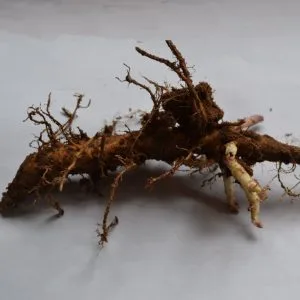 Chinook rizoma de primavera