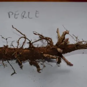 Perle rizoma de primavera