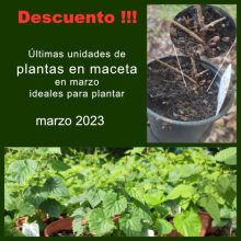 Descuentos en macetas lúpulo marzo
